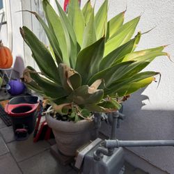 Giant Cactus healthy Succulent 
