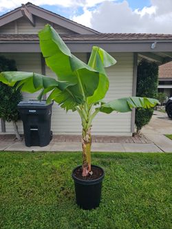 Double Mahoi Hawaiian Banana Plant Tree
