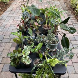 Plants For Sale