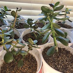 Jade Plants
