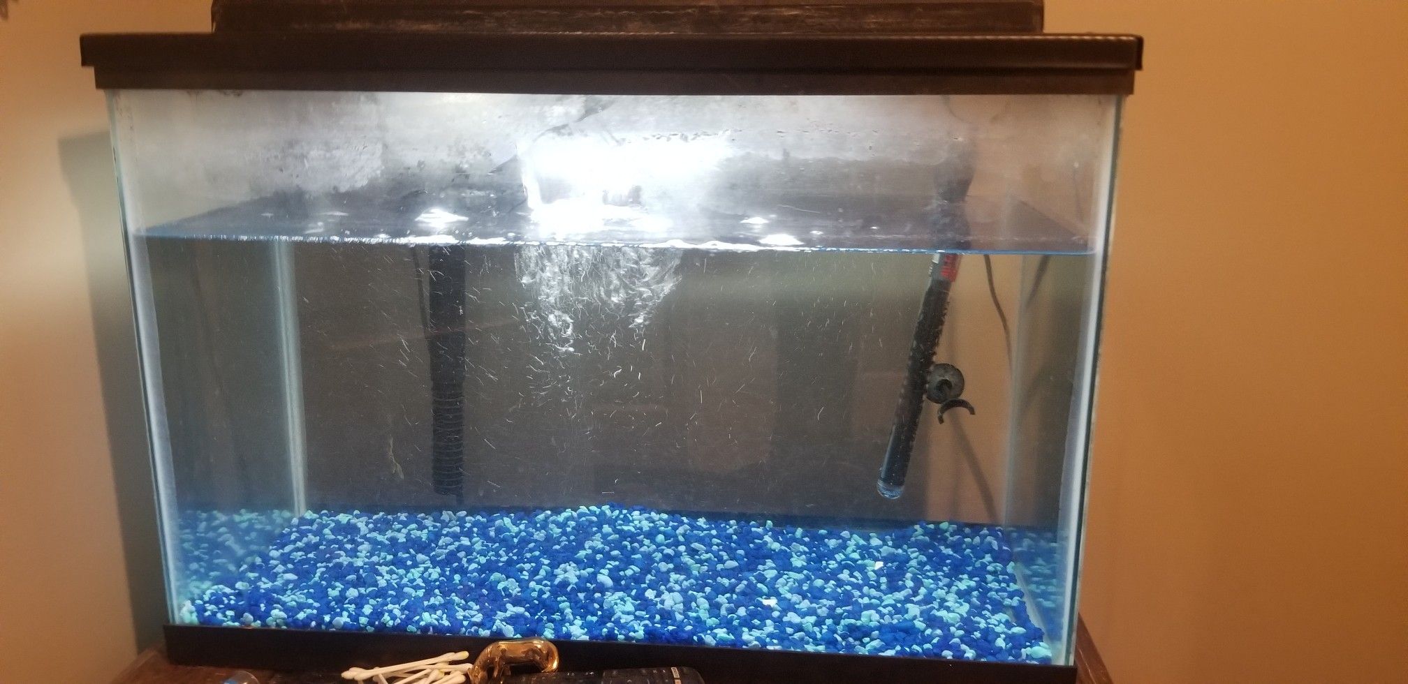 20 gallon aquarium