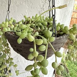 String Of Water Melons Full Plant 