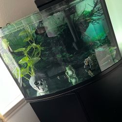 Fish Tank 