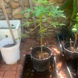 Papaya 