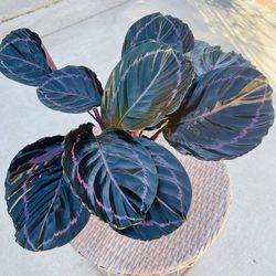 Calathea Dottie plants
