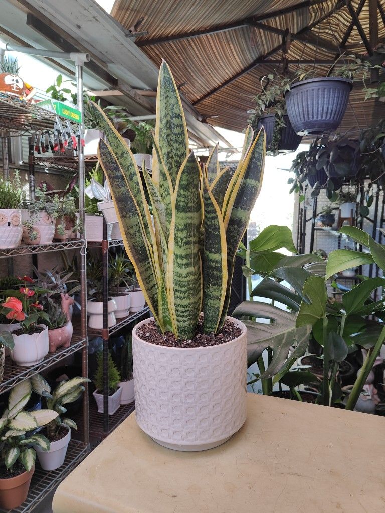Snake Plants