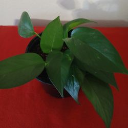 NICE HEALTHY IVY PLANT 