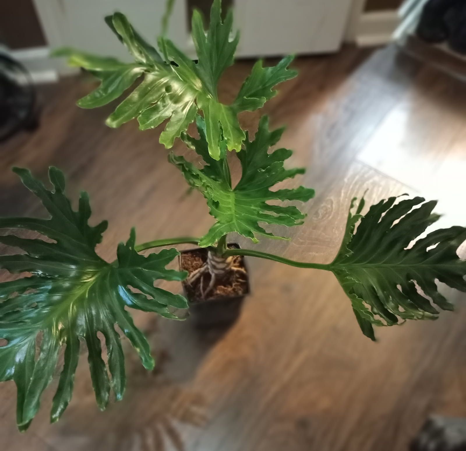 Philodendron Shalloum Plant