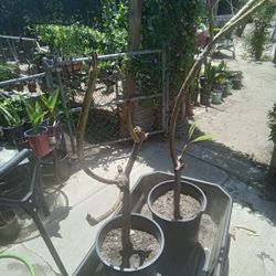 Plumeria Plants Yellow  And White Flower Have Two 15 Each Or 2 For 20