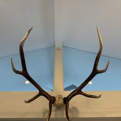 Authentic Deer Antlers Wall Mount – Statement Piece
