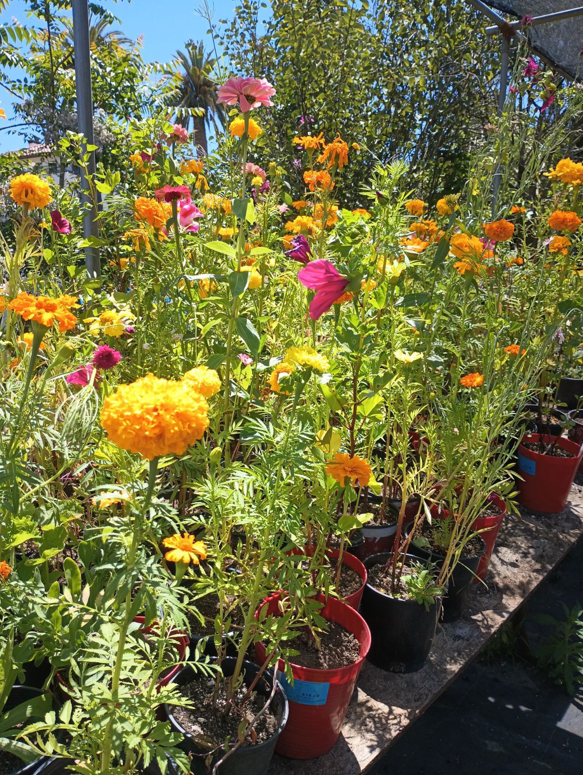 Marigold Plants 