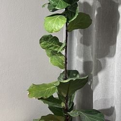 8 Foot Real Fiddle Leaf Fig Tree