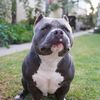 Bighousekennels