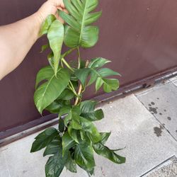 6” Xl Epipremnum Green Over 3 Feet Tall