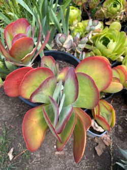 Succulent plant
