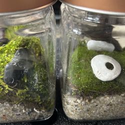 Terrarium