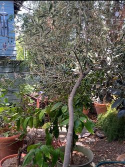18-Year-Old Mature Olive Tree – Large Established Potted Tree