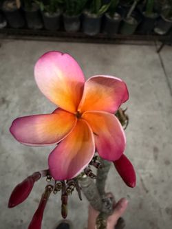 Cutting plumeria