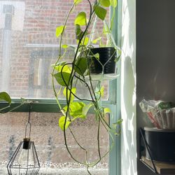 Pothos With Hanging Net