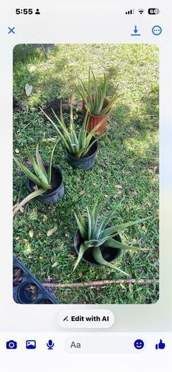 Aloe Vera Mature Plant