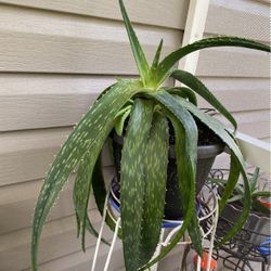 Indoor plant aloe