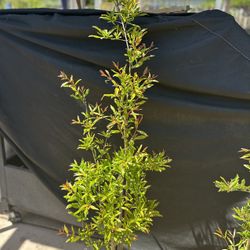 Pomegranate Plants 