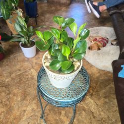 Pepperomia Plant In 7in Ceramic Pot With Stones 
