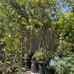 Guayabos Rosa Y Blanca Cada Uno  De 7 A 8 Pies 