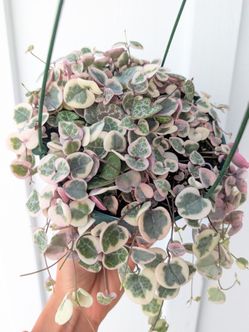 Ceropegia Woodii Strings of Hearts Variegated Plant 6" Pot - Indoor House Plants