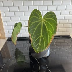 Anthurium Magnificum