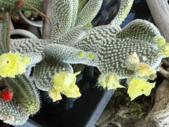 Mickey Mouse Ears Cacti With Yellow Clusters Of Flowers 