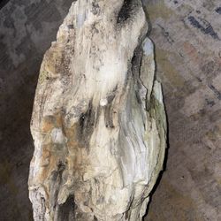 Giant Piece Of Petrified Wood