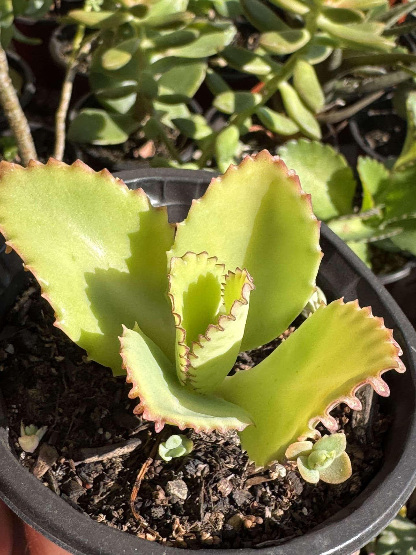 Succulents Plants 🪴 Cross Streets Church And Clovis In Fresno