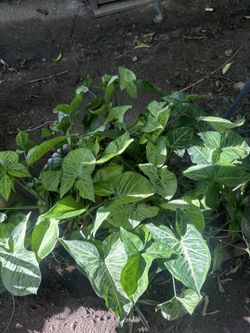 Huge plant
