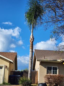 PALMS& Tree Servic333