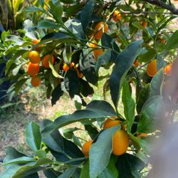 Naranjitas Sabrosas $5.00 Canastitas 