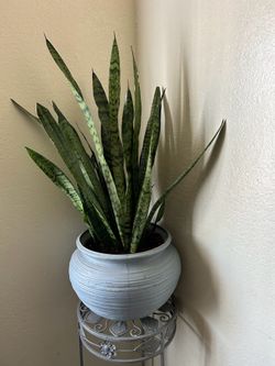 Snake plant