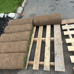 Sod Fescue 