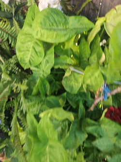 Plantas Cabeza De Chivo