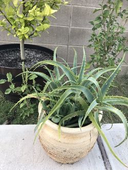 Aloe Vera plant