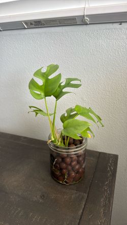 Mini monstera in Leca
