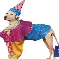 Puttin on The Dogg- Small Clown Costume Costumes only a dog would wear!
