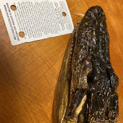 Aligator Head