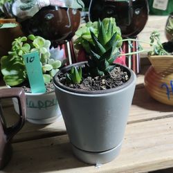 Succulents Gift Ideas 