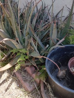 Various sizes of aloe vean and containers