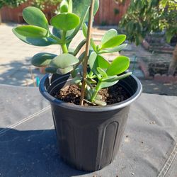 Jade Plant 