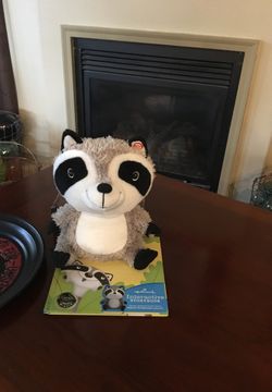Watson the raccoon