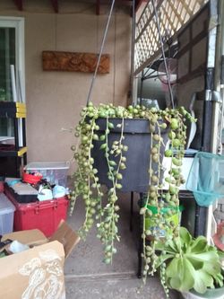 String of pearls