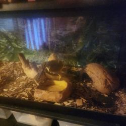 Ball Python Set Up