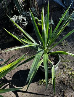 2 YUCCA PLANTS 